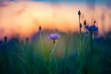 Beautiful blue cornflowers blooming in the field in golden sunset light. Wildflowers in Northern Europe. - obrazy, fototapety, plakaty
