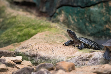 Red-eared slider resting on the shore. Long-necked Turtle, Chelodina longicollis
