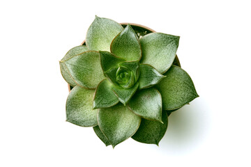 Green succulent plant in a pot on white background with shadow. Top view.