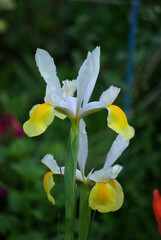 Iris jaune et blanc au printemps