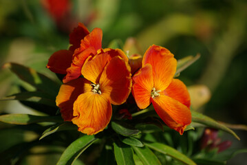 Erysimum cheiri orange au jardin