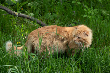 Cat in the Green Grass in Summer. Beautiful Red Cat with Yellow Eyes. Homeless yard cat hunts in the grass. Disheveled looked back. High quality photo