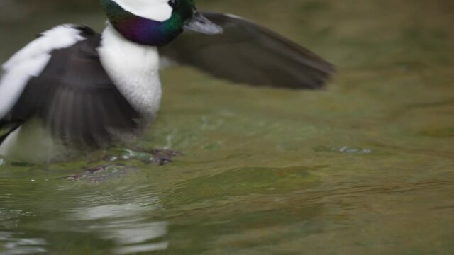 This slow motion video showcases a beautiful Bufflehead (Bucephala albeola) duck flapping it's wings in the water and then diving under with a splash.