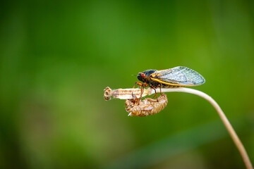 Brood-X Periodic 17 year Cicada sunning after emerging from shell