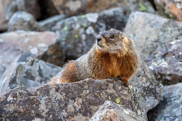 Naklejka na ściany i meble Marmot in Yellowstone National Park