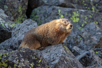 Marmot in Yellowstone National Park