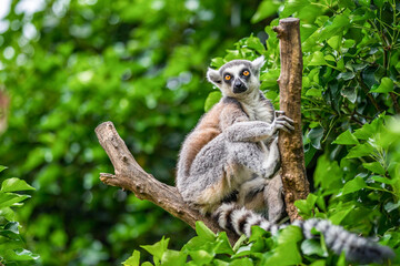 The ring-tailed lemur (Lemur catta)