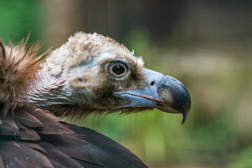 The cinereous vulture (Aegypius monachus) is a large raptorial bird that is distributed through much of temperate Eurasia. Black, monk or Eurasian black vulture. 