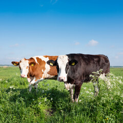 Fototapeta na wymiar spotted red and black cows in meadow with spring flowers