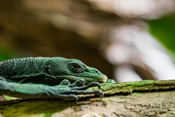 Green lizard (carolina anole) between trees.