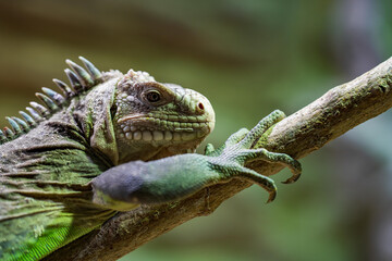 Green iguana, also known as the American iguana, is a large, arboreal, mostly herbivorous species of lizard of the genus Iguana.