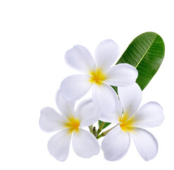 Plumeria, frangipani flowers isolated on white background. Premium psd