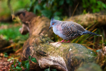Wood pigeon sitting on a tree in forest Czech republic