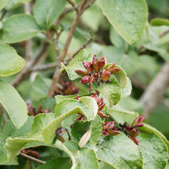 Korea-Schneebal oder Viburnum carlesii mit dunkelbraune unreife Fruchtbüschel