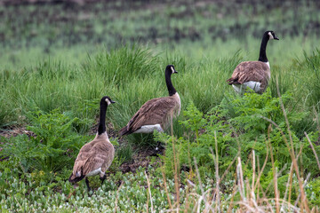 canada geese