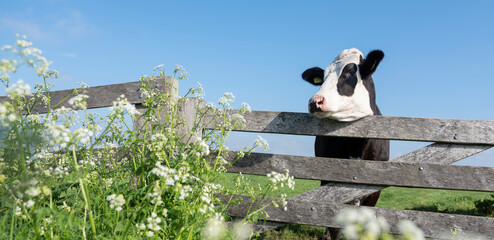young black cow in meadow behind wooden gate and spring flowers - 433963721