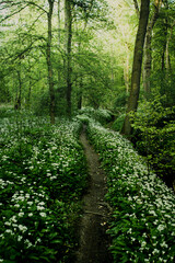 Beautiful forest wild nature scenery with white flowers of the wild garlic blossom in spring time. Walking path in a magic and zen like woodland. Wild herbs are blooming in the green nature