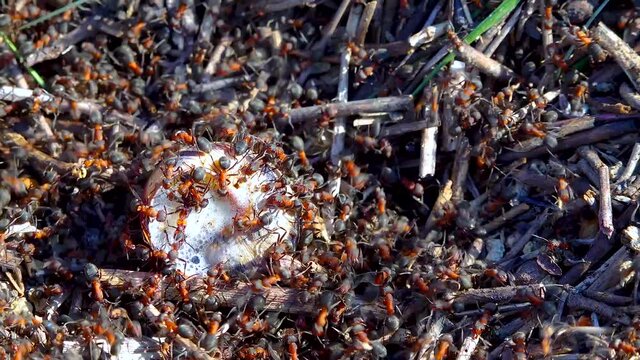 Colony Big red ant attacking a large clam.