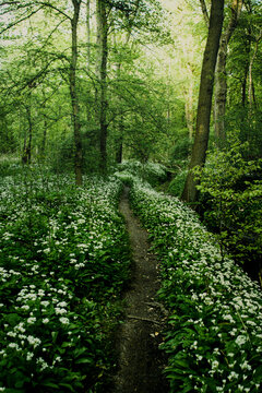 Beautiful Forest Wild Nature Scenery With White Flowers Of The Wild Garlic Blossom In Spring Time. Walking Path In A Magic And Zen Like Woodland. Wild Herbs Are Blooming In The Green Nature