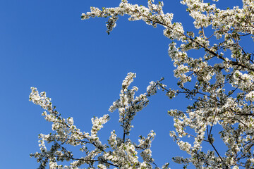 White blooming gardens against the blue sky