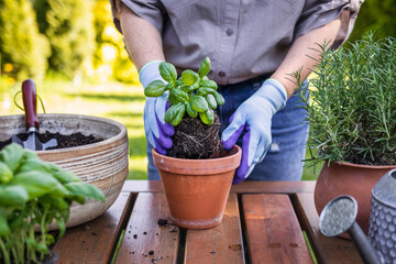 Woman planting basil herb into flower pot on table in garden. Gardening in spring