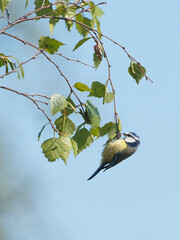 A blue tit (Cyanistes caeruleus) perched on a spring branch at Fairburn Ings, a RSPB Nature Reserve in Leeds, West Yorkshire