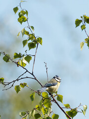 A blue tit (Cyanistes caeruleus) perched on a spring branch at Fairburn Ings, a RSPB Nature Reserve in Leeds, West Yorkshire