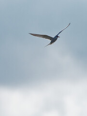 A common tern (Sterna hirundo) flies against grey clouds at Fairburn Ings, a RSPB Nature Reserve in...