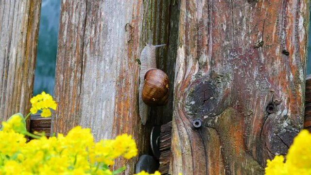 Weinbergschnecke kriecht einen Gartenzaun nach oben