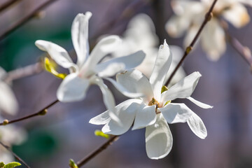 Beautiful white magnolia flowers on blurred background, springtime outdoor background