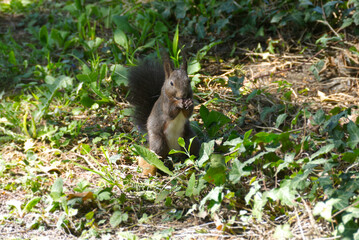 Brown squirrel sitting underneath a tree in Zurich, Switzerland