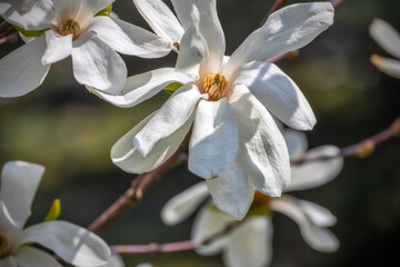 Beautiful white magnolia flowers on blurred background, springtime outdoor background