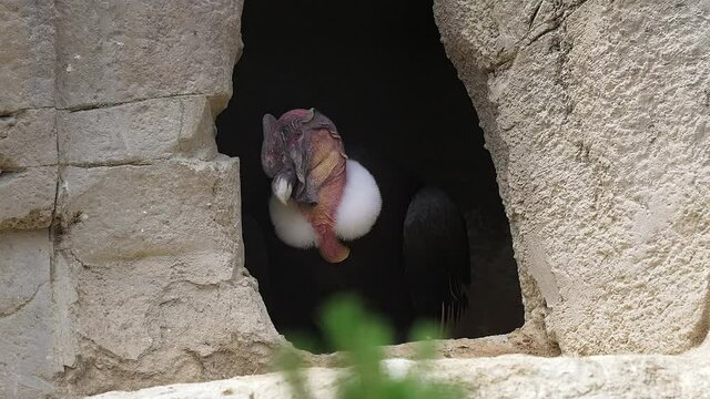 This video showcases a stoic Andean Condor (Vultur gryphus) perched in a mountain crevice, looking out over it's domain.