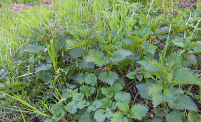 Nettle started in vegetation - Medicinal plant - Benefits of nettle concept