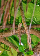 The oriental garden lizard 
posing for photographs in the canopy. 