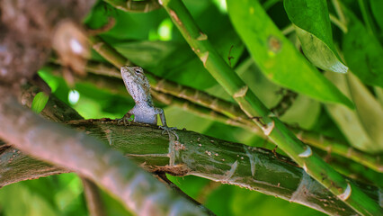 The oriental garden lizard 
posing for photographs in the canopy. 