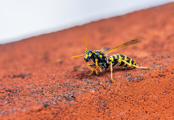 Paper wasp on red brick