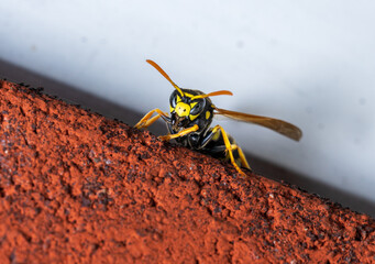 Paper wasp on red brick