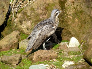 oiseau