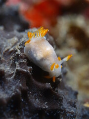 Close-up of a mediterranean sea slug