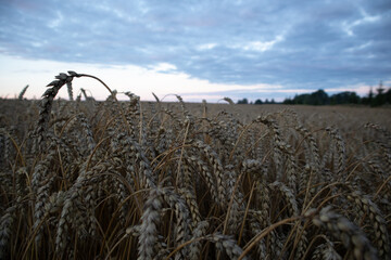 Ripe wheat crop field in the late summer. Ready for harvesting. Common staple food growing in...