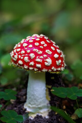 Beautiful bright red fly agaric ( Amaníta)  in the forest on a green background close-up