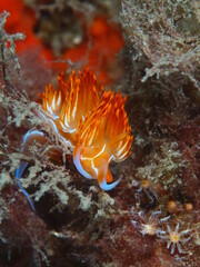 Close-up of a mediterranean sea slug