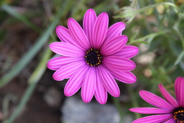 Flor  morada