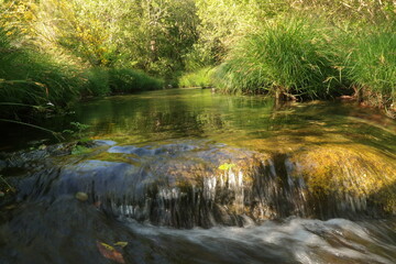 Riachuelo en el bosque