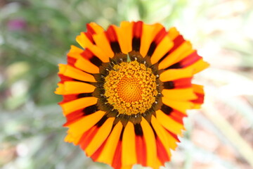 Flor Naranja