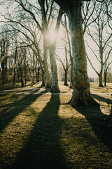 Colorful summer forest with warm sunset light coming into the forest with tree silhouettes and relax natural scenery. Warm vibes in the spring nature woodland