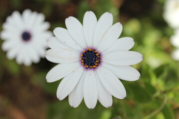 Flor blanca