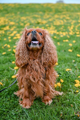 Fototapeta premium A dog of the breed Cavalier King Charles Spaniel sits on the meadow