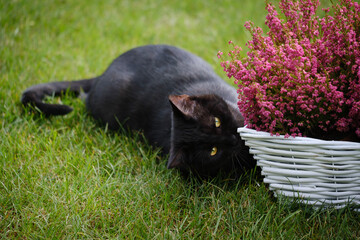 Black cat and pink heather flower